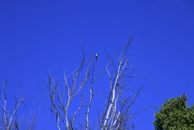 DSC_0705 (Large).JPG